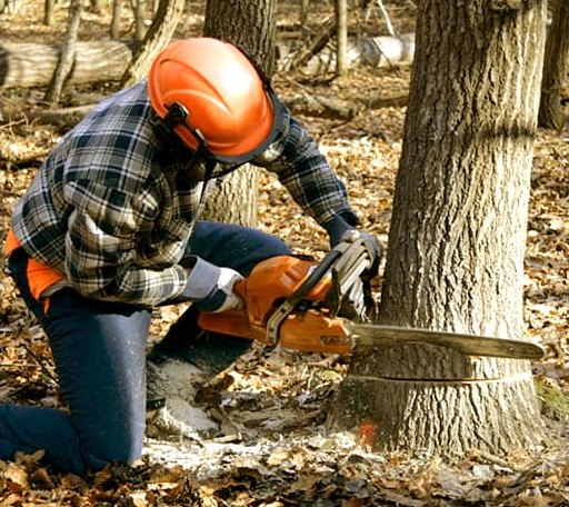 Tree Removal in Beals, ME